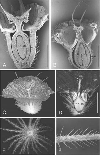 Fruit Evolution | Donoghue Lab